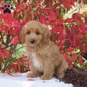 Chester, Cavapoo Puppy